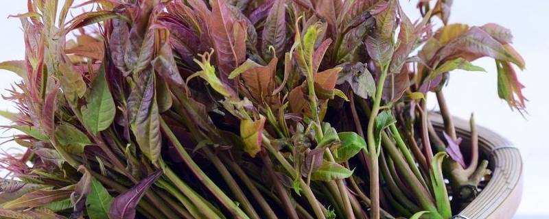 香椿芽冷藏可放多久