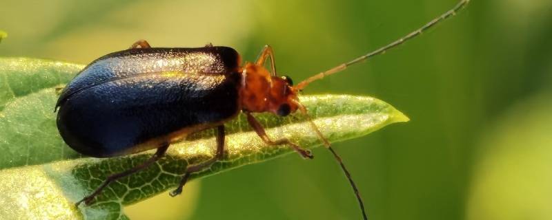 萤火虫为什么抓起来就不亮了