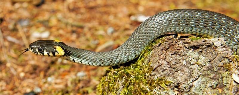 黑游蛇的特点