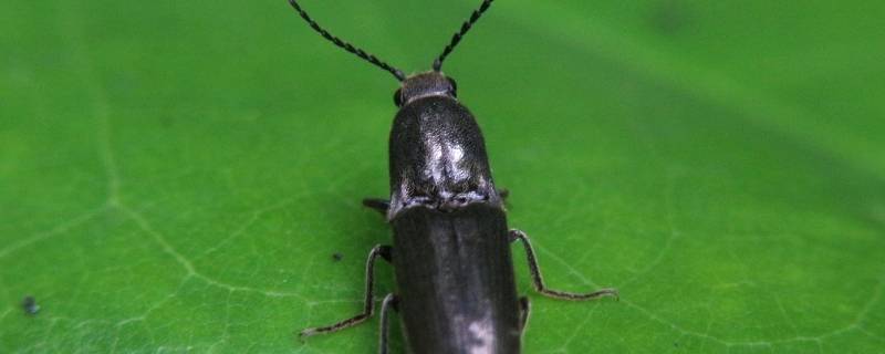 家里为什么有叩头虫