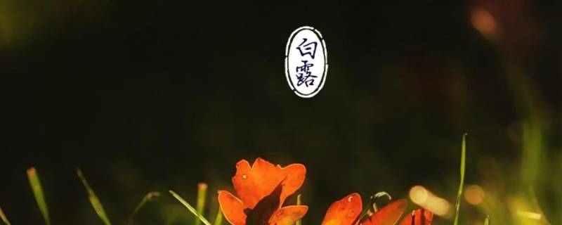 白露代表什么