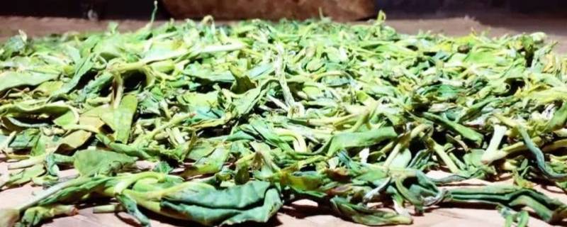 梅子箐古树茶特点