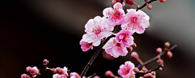 花魁是啥 生活百科 花魁是啥 生活百科