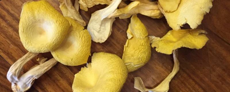 常见黄颜色菌类