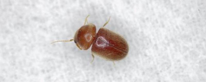 烟草甲虫的虫源一般在哪