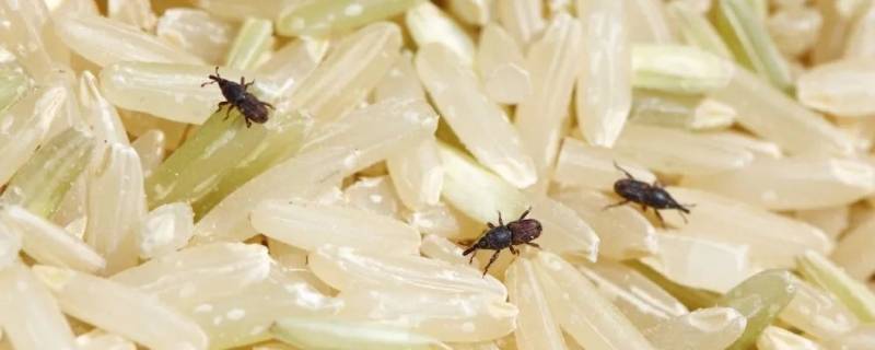 米里面会飞的虫子是什么虫呢
