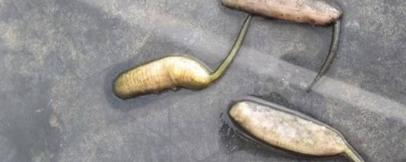 鼠尾蛆长大是什么 生活百科