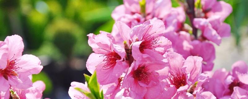 挂花是什么意思