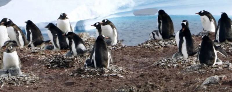 地球上的企鹅全部分布在南半球吗