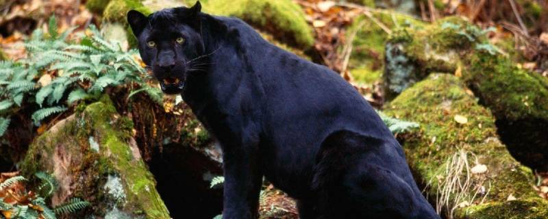 老虎为什么打不过黑豹