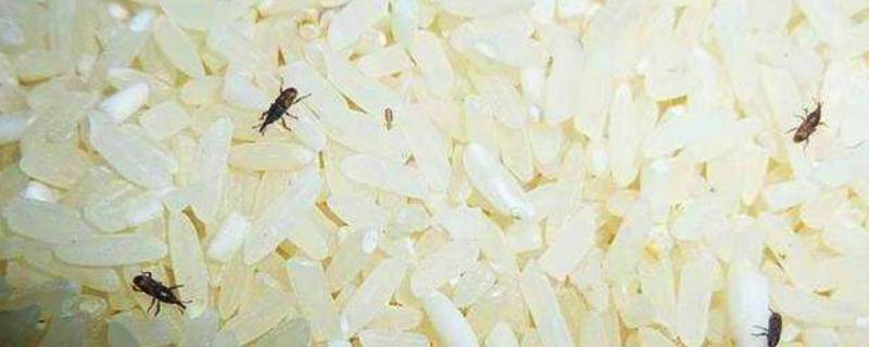 粮食生虫子怎么处理