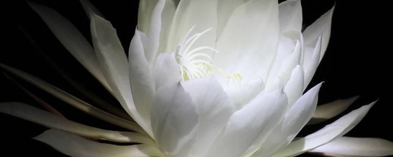 昙花的香味怎么形容