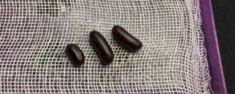 家里发现蟑螂卵鞘怎么处理