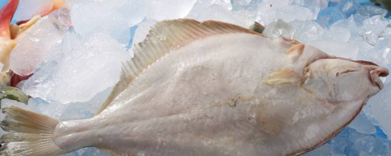 比目鱼又叫什么鱼