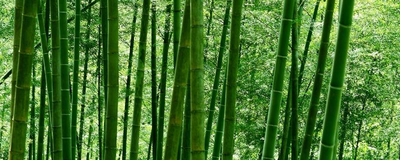 竹子象征什么职业
