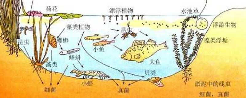 八大生态系统