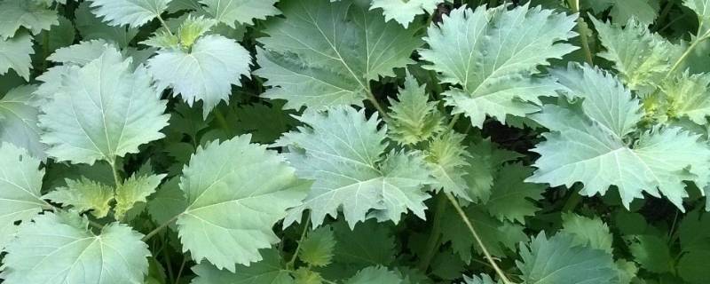 什么东西里含有豚草