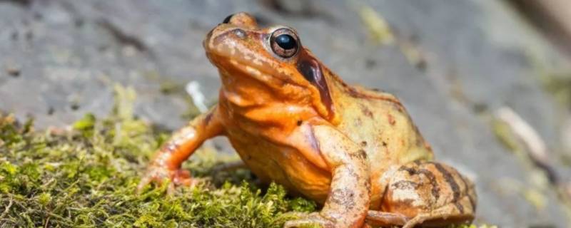 林蛙是国家二级保护动物吗