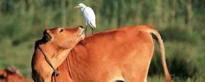 黄牛会游泳吗