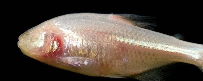 裸腹盲鲃是几级重点保护野生动物