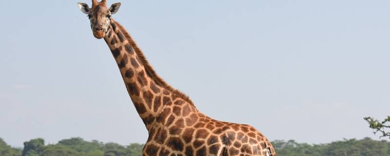 长颈鹿是鹿类的吗