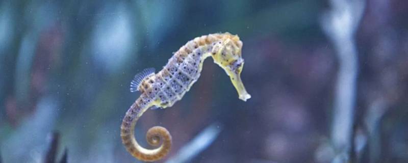 海马分公母吗