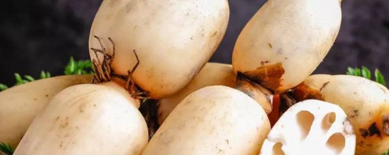 9月份时令蔬菜有哪些