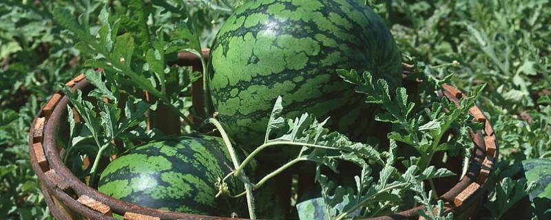 西瓜的原产地是哪个国家