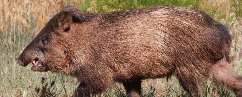 母猪凶如狗是什么动物