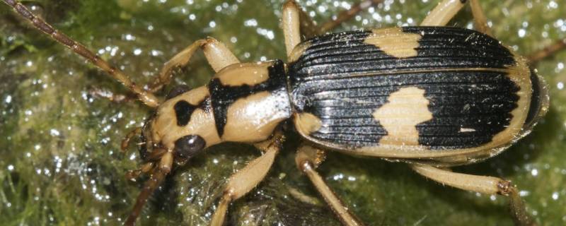 步甲虫怎么进家的