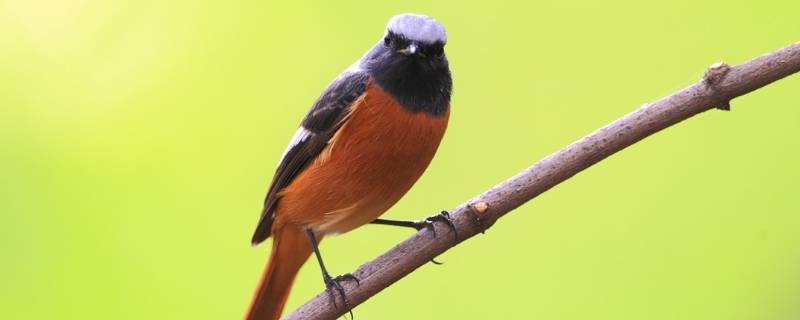 平衡鸟的科学原理