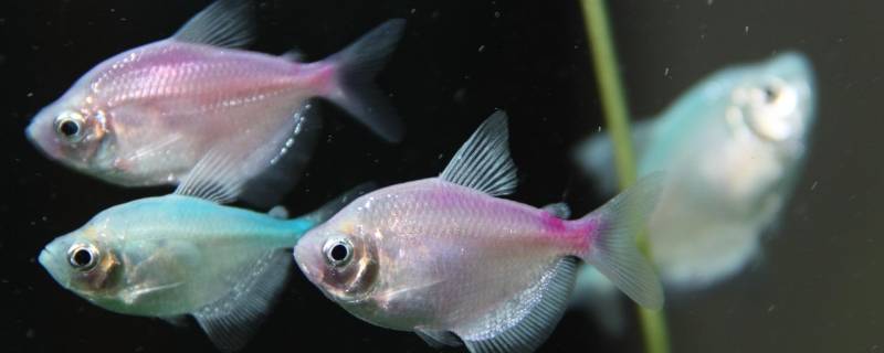 鱼不开膛直接冷冻行吗