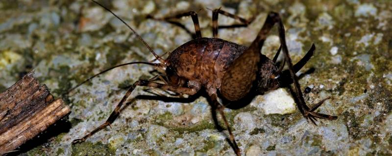 厕所里的灶马蟋从哪里进来的