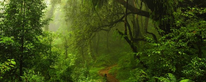 森林里面有什么