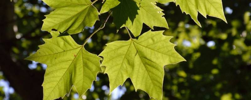 梧桐树的外形特点描写