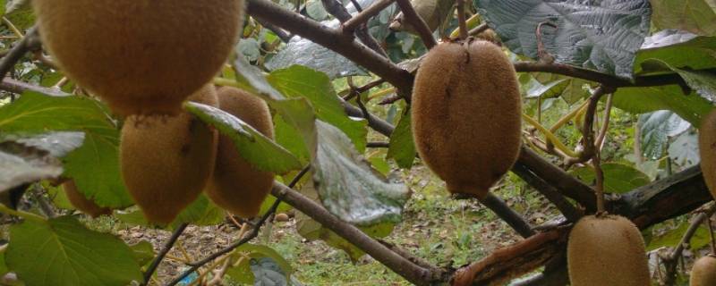 奇异果是热性还是凉性