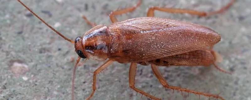 蟑螂喜欢吃什么