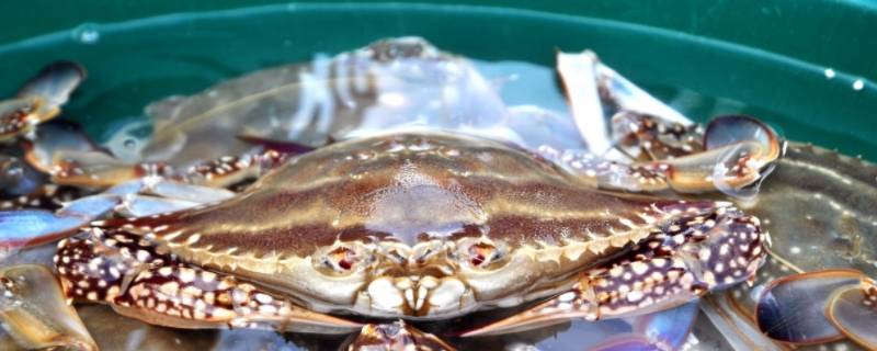 梭子蟹的保存保鲜方法