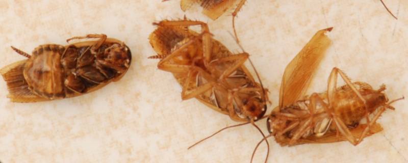 拍死一只蟑螂会引来其他的吗