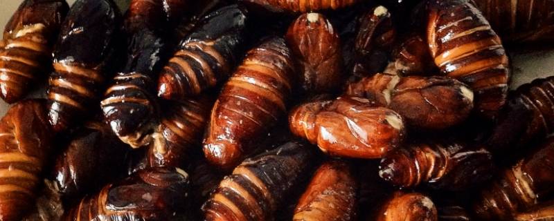 蚕蛹里面有绿色的颗粒是什么