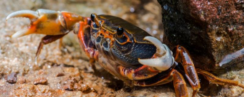 飞蟹和河蟹有什么区别
