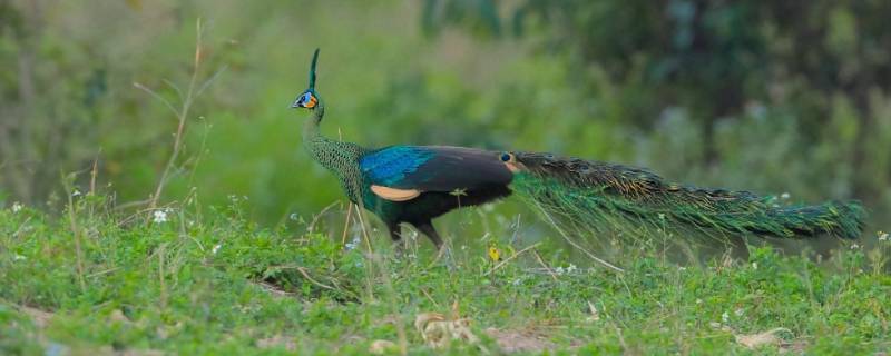 绿孔雀是濒危野生动物吗