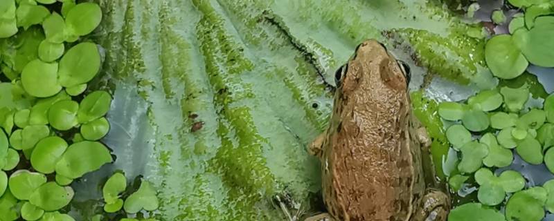 小青蛙的特点是什么