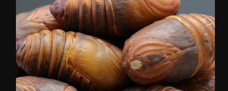 带壳的蚕蛹怎么保存时间长