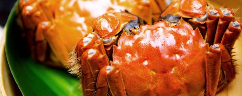 1.6两的螃蟹有多大