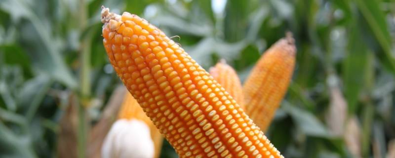 白菜和玉米哪种不算粮食作物