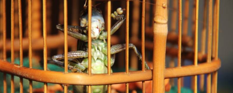 油子虫学名叫什么