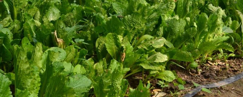 绿叶菜可以放冰箱保鲜吗