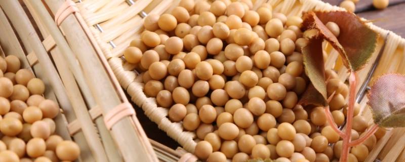 煮熟的黄豆埋土里多久发酵