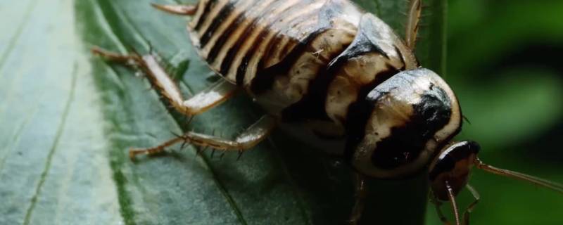 风油精可以驱赶蟑螂吗